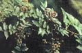 野花椒