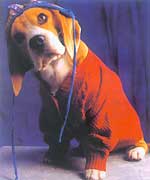 ������ͷѢ 