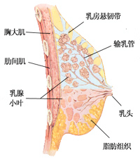 文胸与乳房的变化