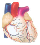 人类终于可以替换心脏了
