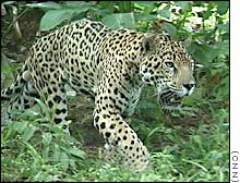 要感谢对手/竟争/心理健康