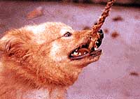 /狗咬人,人咬人/狂犬疫苗/狂躁型和麻痹/发低热、思睡、食欲减退、疲乏、恐慌、烦躁/狂犬病病毒/