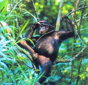 动物寻药治病趣闻