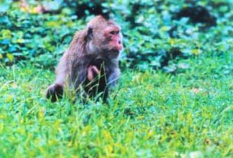动物寻药治病趣闻