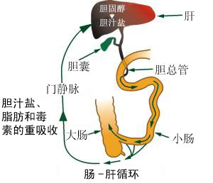 脂肪肝:“沉默”的器官需要“减肥”