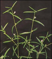 �׻������