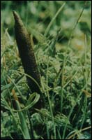 �����Ĳ�