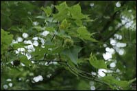 ������Ҷ