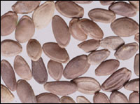 /������/��¥��˫����¥��������¥/