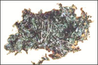 ����ɳ��