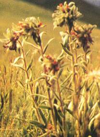 �ϲݡ����½��ϲ�