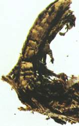 �ϲݡ����½��ϲ�