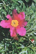 ���֡����½���ҩ