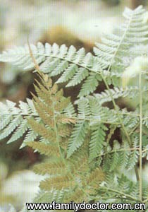 狗脊RhizomaCibotii/狗脊 Rhizoma Cibotii