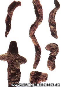 ���鲹RhizomaDrynariae/���鲹  Rhizoma Drynariae 