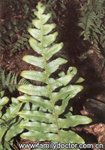 ���鲹RhizomaDrynariae/���鲹  Rhizoma Drynariae 