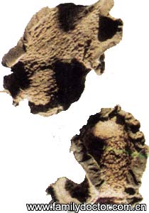 ����RhizomaAlocasiaeOdorae/�� ��  Rhizoma Alocasiae Odorae 