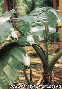 ����RhizomaAlocasiaeOdorae/�� ��  Rhizoma Alocasiae Odorae 