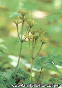 ����RhizomaCoptidis/�� ��  Rhizoma Coptidis 