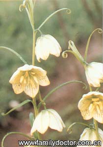 㱴ĸBulbusFritillariaeThunbergii/㱴ĸ  Bulbus Fritillariae Thunbergii 