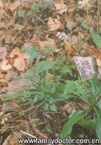 ޻��RhizomaLigustici/޻ ��  Rhizoma Ligustici 