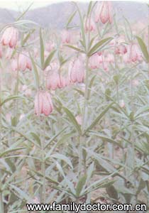 ������ĸBulbusFritillariaeHupehensis/������ĸ  Bulbus Fritillariae Hupehensis 