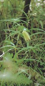 ����ĸ����̫�ױ�ĸ