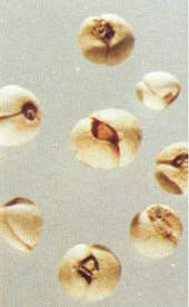 ����ĸ����̫�ױ�ĸ