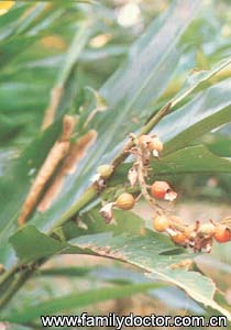 ���ޢFructusAlpiniaeZerumbet/���ޢ  Fructus Alpiniae Zerumbet 