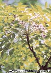 �����FructusToosendan/�����  Fructus Toosendan 