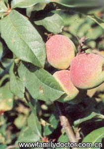 ľ��FructusChaenomelisSpeciosae/ľ ��  Fructus Chaenomelis Speciosae 