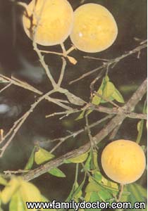 ���ٺ�ExocarpiumCitriGrandis/���ٺ�  Exocarpium Citri Grandis 