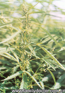 ������FructusCannabis/������  Fructus Cannabis 