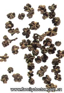 ������FructusEvodiae/������  Fructus Evodiae 