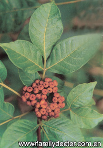 ������FructusEvodiae/������  Fructus Evodiae 