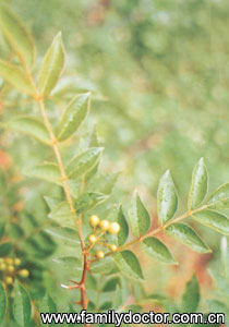 ����PericarpiumZanthoxyli/�� ��  Pericarpium Zanthoxyli 