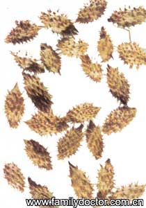 �Զ���FructusXanthii/�Զ���  Fructus Xanthii 