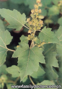 �Զ���FructusXanthii/�Զ���  Fructus Xanthii 