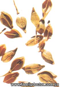 ����FructusForsythiae/�� ��  Fructus Forsythiae 