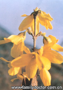 ����FructusForsythiae/�� ��  Fructus Forsythiae 
