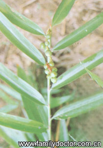 ����FructusAlpiniaeOxyphyllae/�� ��  Fructus Alpiniae Oxyphyllae 