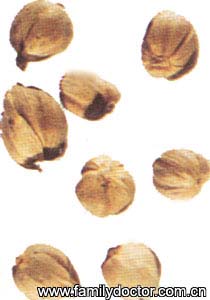 ��ޢFructusAmomiRotundus/�� ޢ  Fructus Amomi Rotundus 
