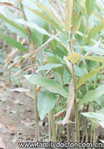 ��ޢFructusAmomiRotundus/�� ޢ  Fructus Amomi Rotundus 