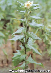 ������SemenHyoscyami/������ Semen Hyoscyami 