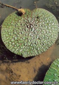 ��ʵSemenEuryales/�� ʵ Semen Euryales 