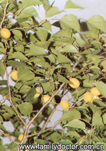 ������SemenArmeniacaeAmarum