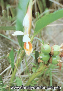 �ݶ�ޢSemenAlpiniaeKatsumadai/�ݶ�ޢ Semen Alpiniae Katsumadai 