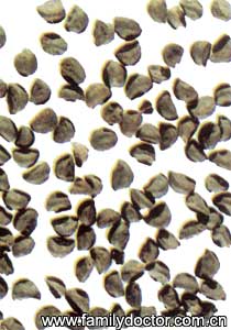 牵牛子SemenPharbitidis/牵牛子 Semen Pharbitidis 