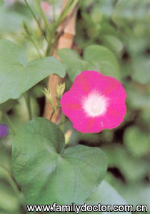 牵牛子SemenPharbitidis/牵牛子 Semen Pharbitidis 