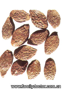 �ִ�SemenSterculiaeLychnopherae/�ִ� Semen Sterculiae Lychnopherae 